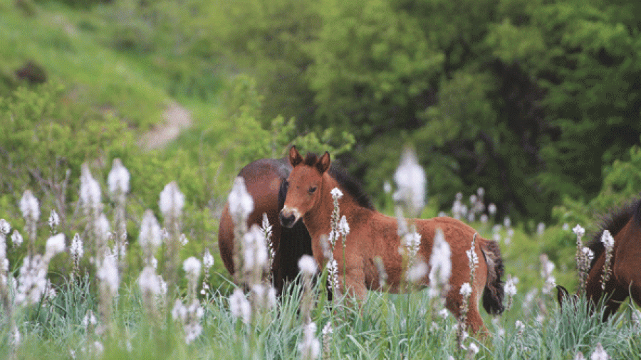 ValliAveto-cavalli-selvaggi-primavera_1